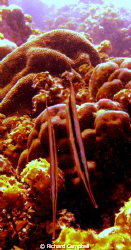 strait n narrow--sealife dc1000.. by Richard Campbell 